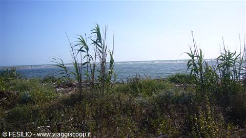 VECCHIANO TRA LA PINETA ED IL MARE