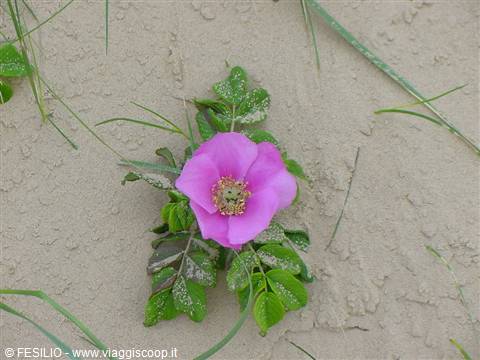 FIORI SULLE DUNE