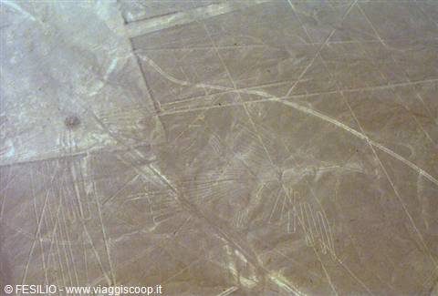 NAZCA - LE LINEE - UN UCCELLO
