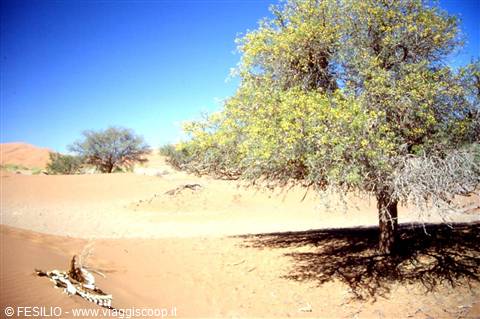 DESERO DEL NAMIB