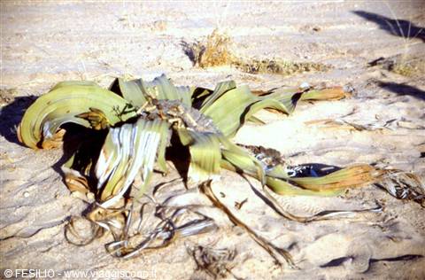 WELWITSCHIA - FOSSILE VIVENTE