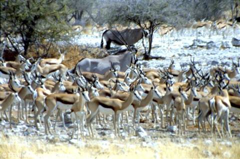 ETOSHA