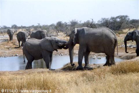 ETOSHA