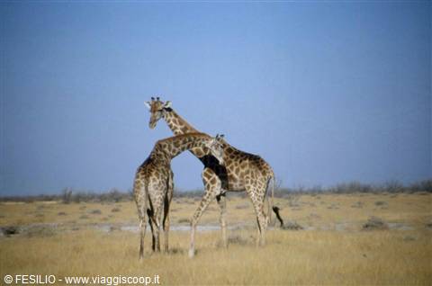 ETOSHA