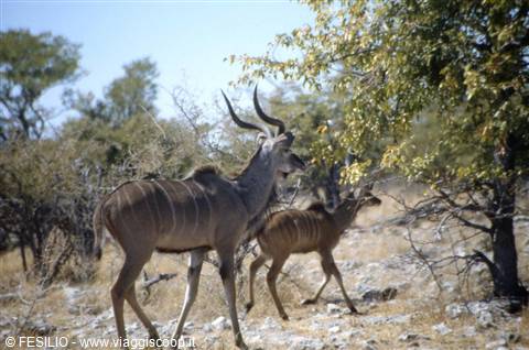ETOSHA - KUDU