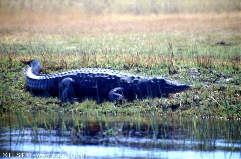 DELTA DELL'OKAVANGO