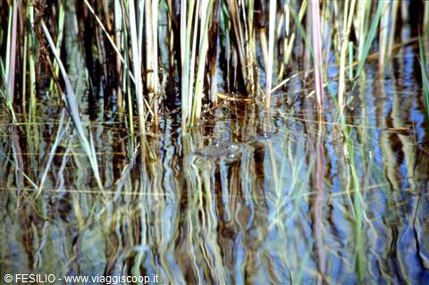 DELTA DELL'OKAVANGO