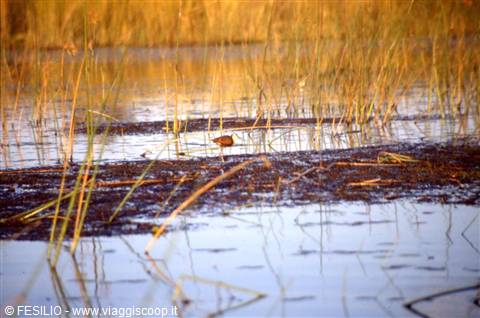DELTA DELL'OKAVANGO