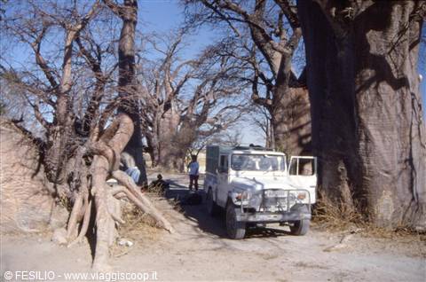 BAOBAB