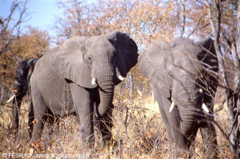 PARCO DEL CHOBE
