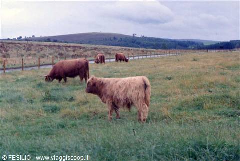 VERSO ABERDEEN