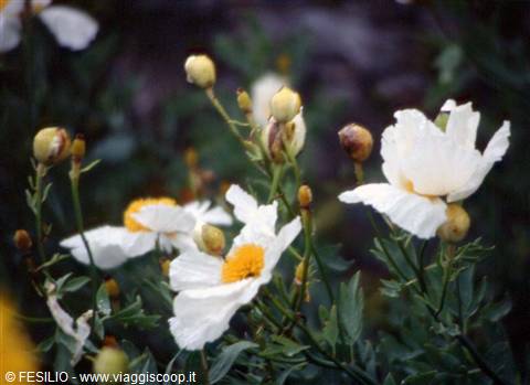 INVEREVE GARDEN