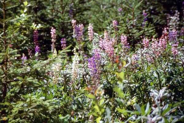 ESCURSIONE AL LAGO MORSLIE OKO