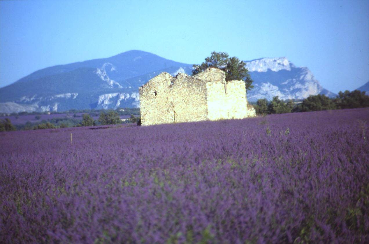 VERSO VALENSOLE