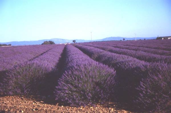 VERSO VALENSOLE