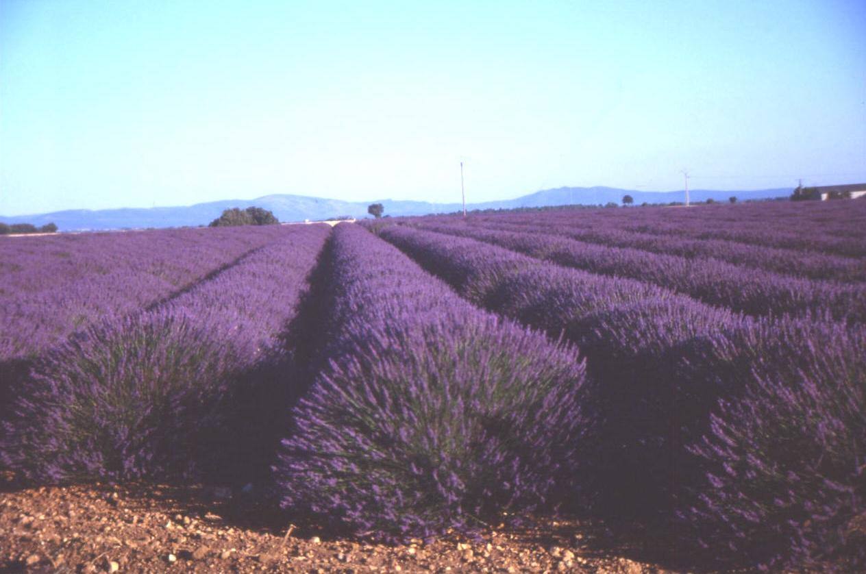 VERSO VALENSOLE