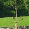 PARCO NAZIONALE DI KILLARNEY IRLANDA 