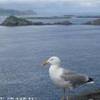 PENISOLA DI DINGLE IRLANDA 
