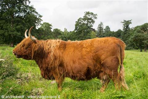 St Andrews Cathedral (Scottish cow)