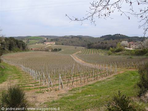 Coltivazioni di vino Chianti (Trequanda)