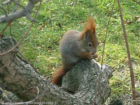 Schonbrunn. Ospiti del parco.