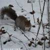 Scoiattoli nella neve di Central Park STATI UNITI D'AMERICA 