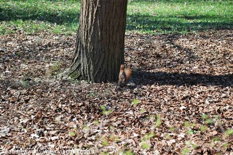 Scoiattoli al parco