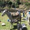 Preparativi per la partenza del trekking nella Cordillera Blanca PERU' 