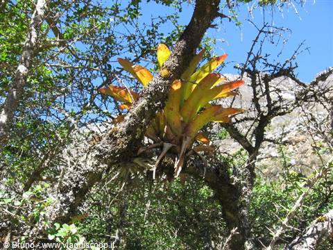 Trekking nella Cordillera Blanca - Vegetazione nella prima tappa