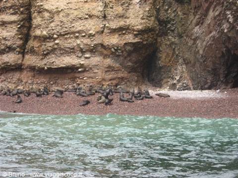 Leono marini alle isole Ballestas