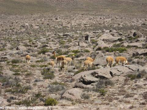 Lama nei pressi del Canyon de Colca