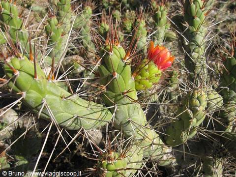 Cactus fiorito al Canyon de Colca