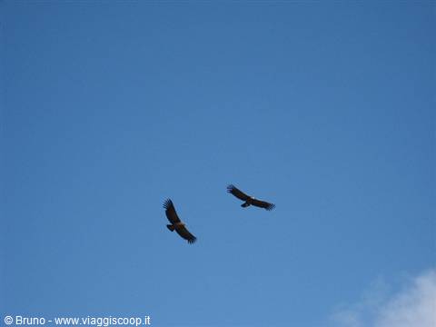 Condor in volo nel Canyon de Colca