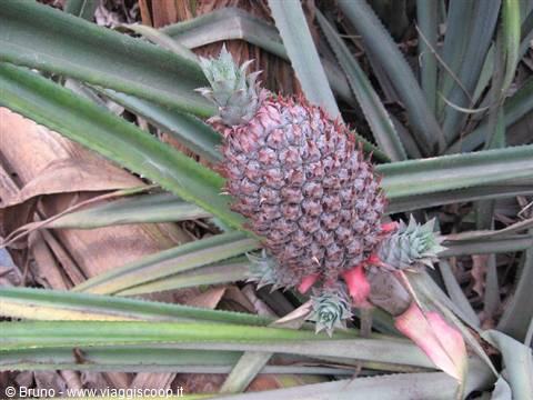 Trek nella selva amazzonica - Pianta di ananas