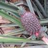 Trek nella selva amazzonica - Pianta di ananas PERU' 