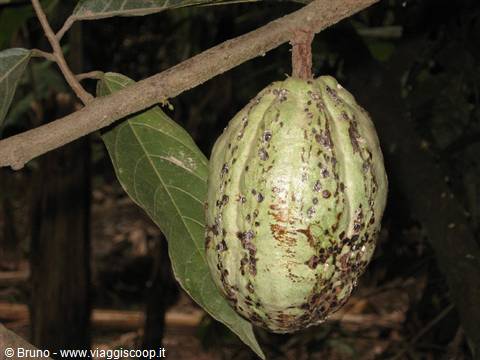 Trek nella selva amazzonica - Frutto di mango