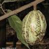 Trek nella selva amazzonica - Frutto di mango PERU' 