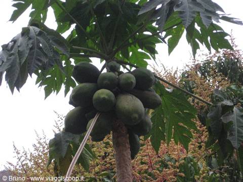 Trek nella selva amazzonica - Pianta di papaya