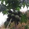 Trek nella selva amazzonica - Pianta di papaya PERU' 