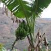 Trek nella selva amazzonica - Pianta di banane PERU' 