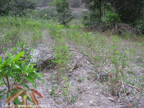 Trek nella selva amazzonica - Coltivazione della coca