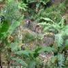 Trek nella selva amazzonica - Prima tappa PERU' 
