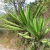 Trek nella selva amazzonica - Prima tappa PERU' 