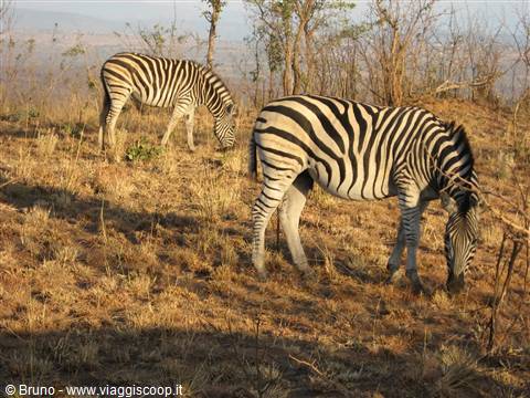 Parco Kruger - Zebre