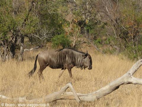 Parco Kruger - Gnu