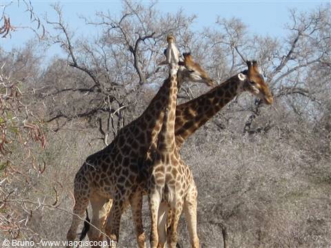 Parco Kruger - Giraffe