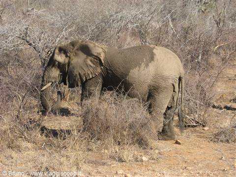 Parco Kruger - Elefante