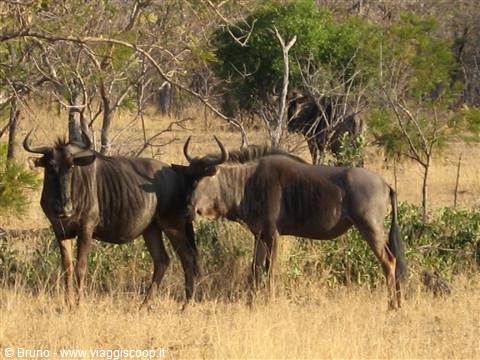 Parco Kruger - Gnu