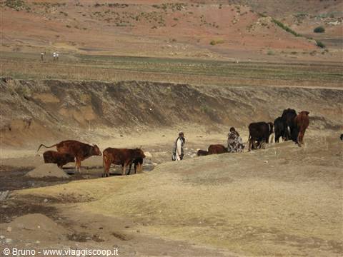 Pastori del Lesotho