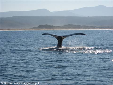 Tsitsikamma National Park - Balena